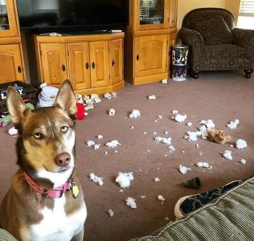 样子|“以为台风扫过！”面对主人质问，捣蛋狗装作听不懂的样子！