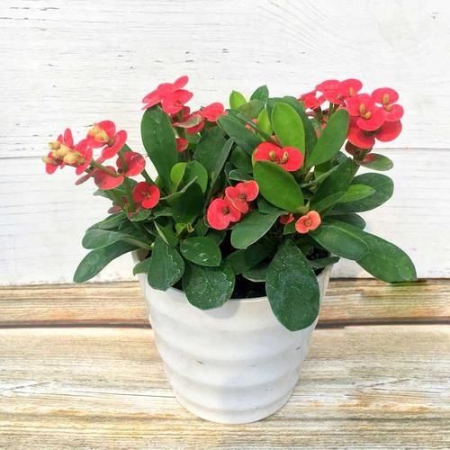 旺盛|秋天给花卉喂个药片，花卉不生病，越长越旺盛！