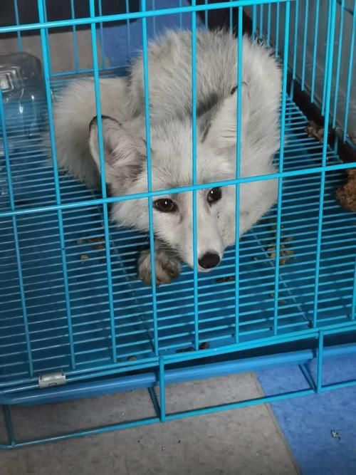  地下停车场|看！乐和城来了只狡猾的狐狸！