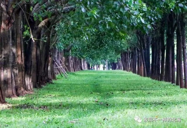 感觉|北海新发现:这个网红公园太漂亮了,感觉到了欧洲