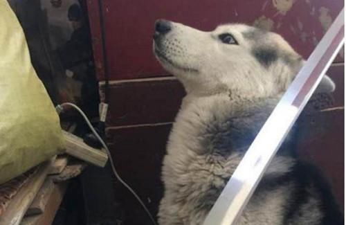  表情|狗子咬坏主人钱包，意识到自己错后，立马表现出一副求饶的表情