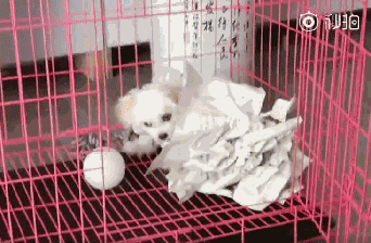 妈妈|妈妈不在家，狗子和小主人竟然合谋干出这种事