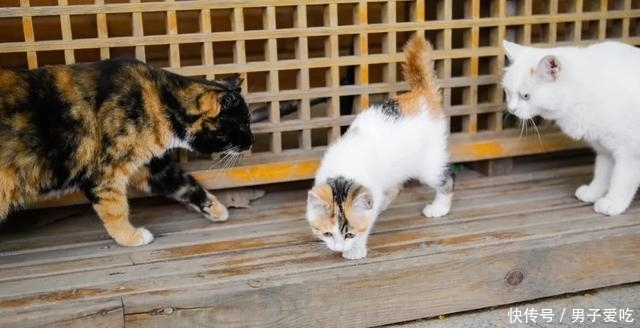  前来|观复猫天团上新，米麒麟前来报道啦