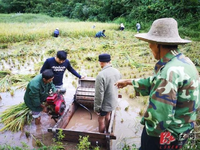  龙山|久雨终逢晴，龙山多地开启抢收水稻模式