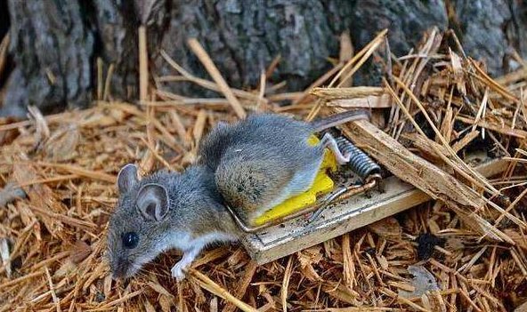  杀死老鼠|农村的老鼠太多，教你4个灭鼠绝招，不用药来一窝死一窝！