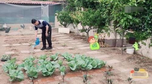  别墅|张继科家别墅接地气，拿院子养鸡种菜，家里放球桌，跟住农村一样