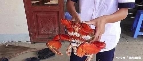 螃蟹|男子花高价买了一只“怪螃蟹”，煮熟后，掀开盖子的瞬间“懵”了