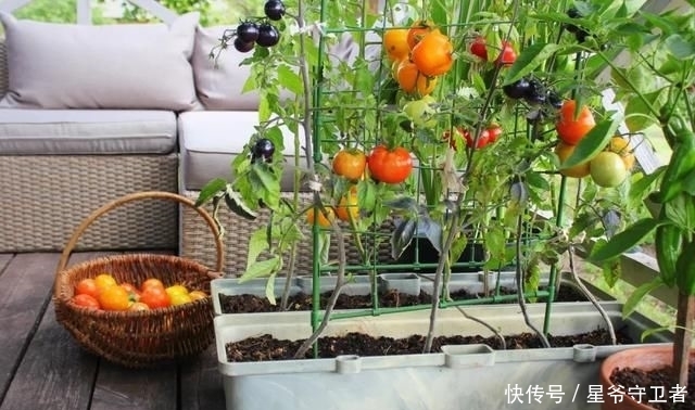 还要|在家种个菜都这么美,还要什么花园?