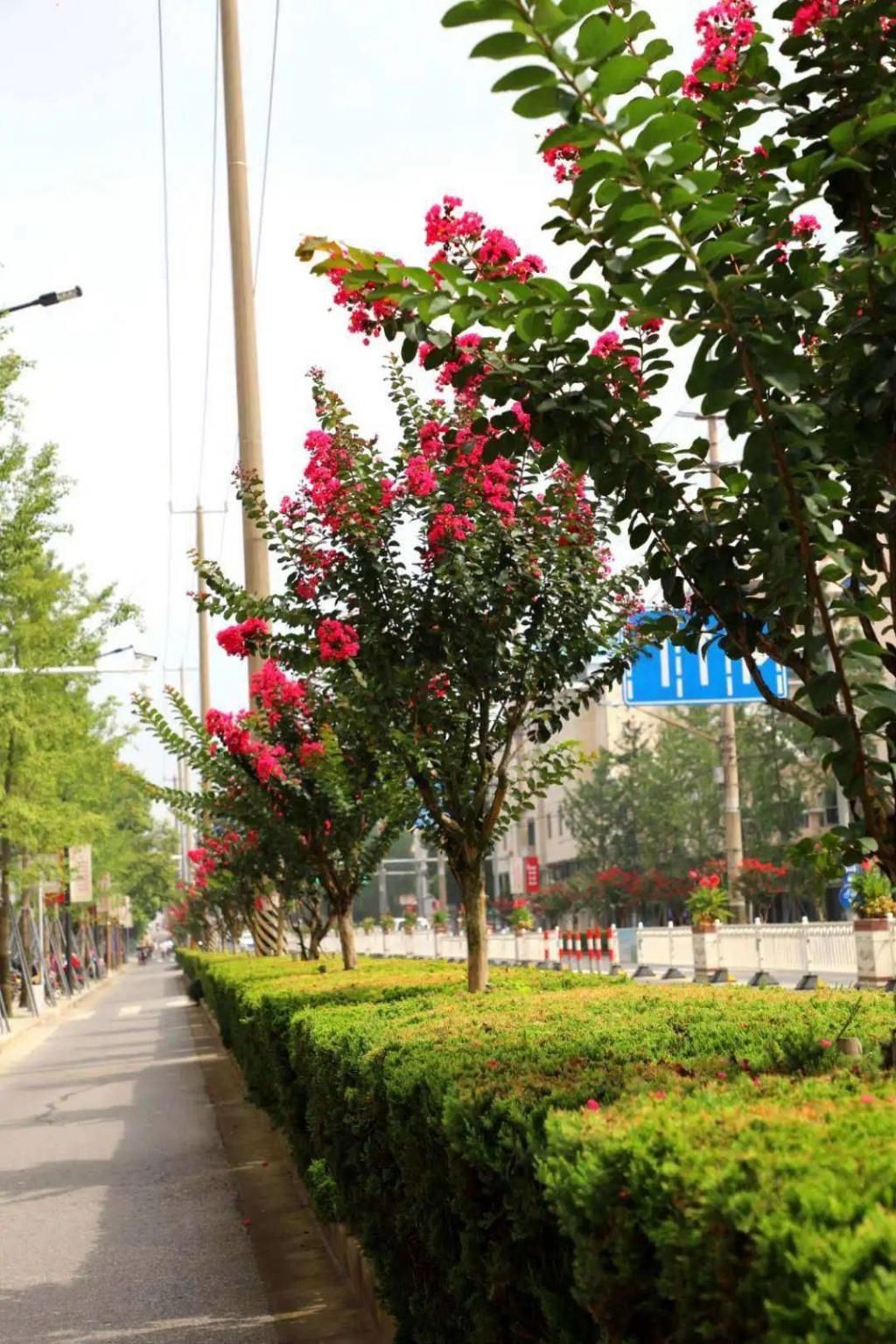 耀眼|奉贤的“紫薇格格”，今夏最耀眼的红