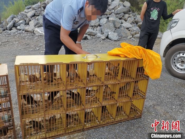 河口|云南河口查获非法走私野生画眉鸟41只