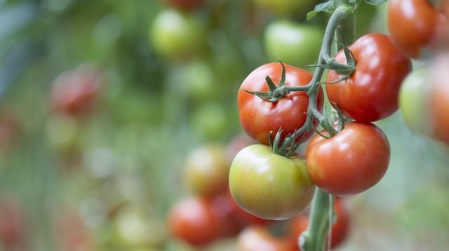  番茄|日光温室番茄栽培技术，及主要病虫害防治方法，菜农学到就是赚到