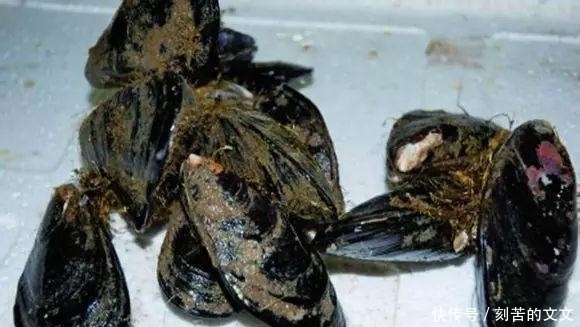  认出|海鲜大全, 你能认出多少