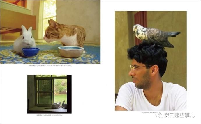  沙漠|霓虹妹子嫁到阿联酋，在5万平米的沙漠＂后院＂里养猫养骆驼?!