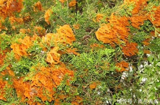 野果|野外发现一树“野果”,想吃却被当地人反对,知道真相让人吃惊