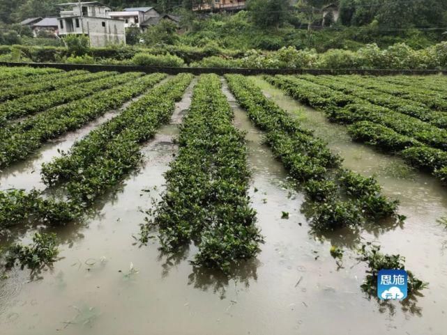 连遭|恩施全境连遭暴雨袭击，来凤多地受灾！