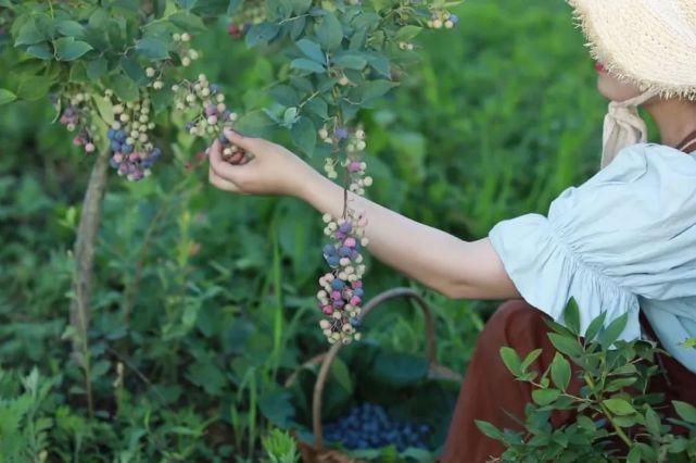  李子|她用3年时间爆改老宅，把荒地变花海：原来除了李子柒，我们还有另一种田园牧歌