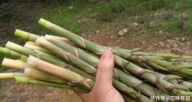  每斤|农村人常吃便宜的野菜，城里人争相买第六种，每斤80元