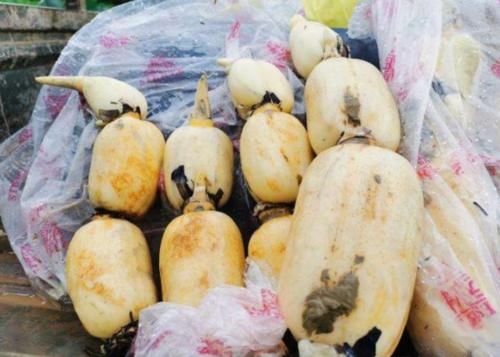  记住|买莲藕，7孔的和9孔的哪个好？30年藕农：记住4点，准没错