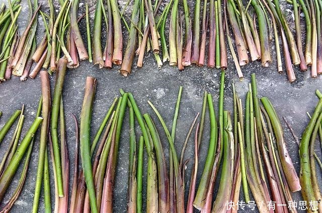 霉苋菜杆子|宁波的3大“臭菜”,只要吃过1种,我就真心敬你是条汉子