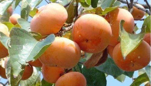  润肺|立秋后，每周吃一次此果，润肺化痰，纠正便秘，早食早好