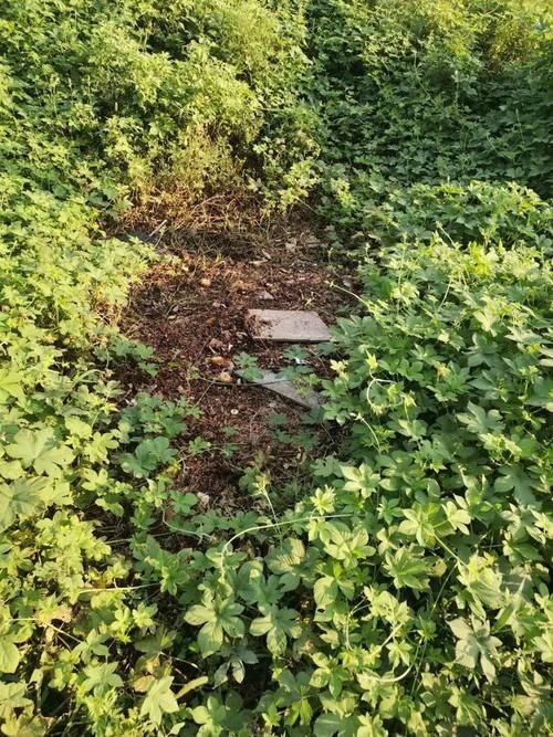  三原老张微信公众平|2020年8月29日，三原市民有话说