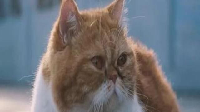 鳌拜|除了古建筑紫禁城里还有猫