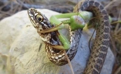  御厨|“同样在宫中，为什么御厨好好的，太监却不行呢？”哈哈哈哈...