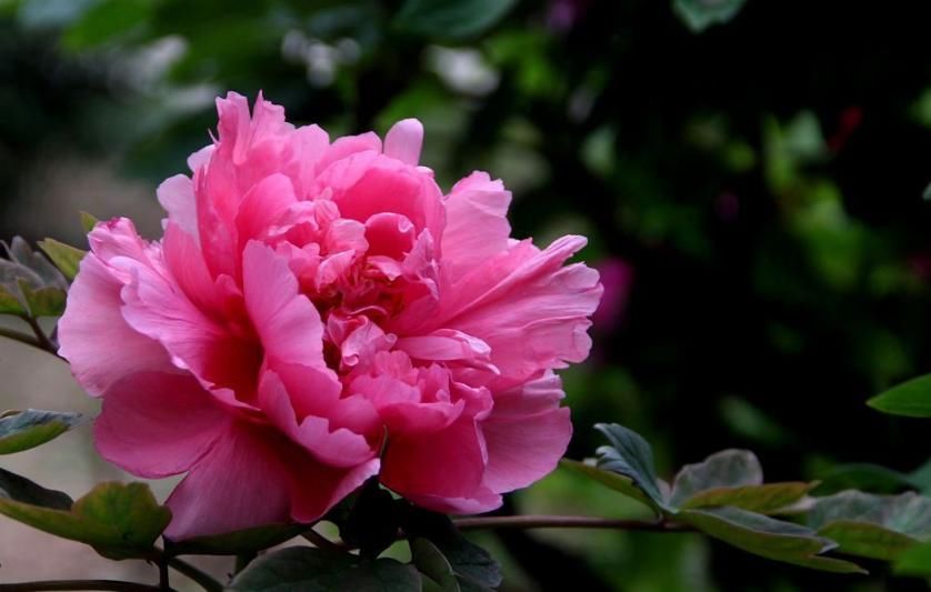 吵架|“能为老婆放下面子”的三生肖男,懂得低头,一吵架就会主动认错