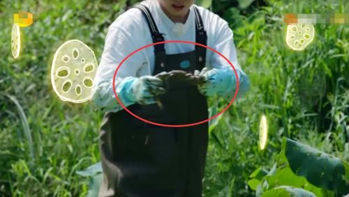  原因|《向往》挖藕被质疑作秀、糟蹋粮食，官方透露原因狠狠打脸