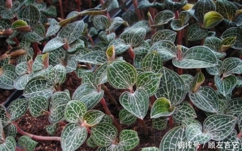 农村|农村这种罕见的“金草”,有抗衰老、养肝护肝、的作用