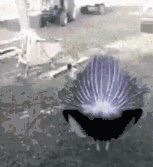  真实|搞笑GIF趣图：妹子这么漂亮，怎么一拍视频就暴露真实性格了呢？