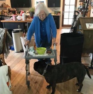 棒棒糖|狗被主人遗弃，主人的话让人愤怒，被救后，狗用行动报恩