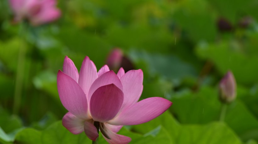  天里|未来10天里最好运的4大星座，爱情顺事业顺，只进财无外债