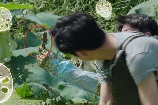  节目|《向往4》嘉宾挖藕被质疑是作秀，官博公开科普，打脸有点狠