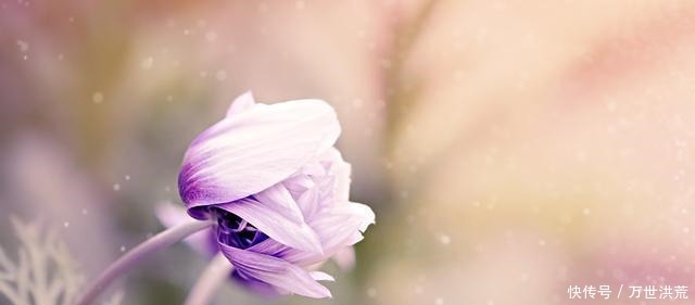 排行榜|十二星座女颜值排行榜,双鱼很可爱,第一名当之无愧