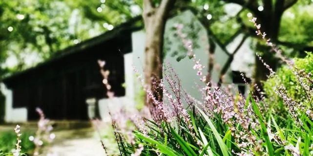  辰山植物园|好看！这才是松江夏天的正确打开方式