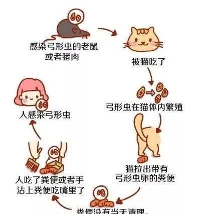  和谐|老生常谈：怀孕和养宠物，真的没有冲突！让小东西们和谐相处吧