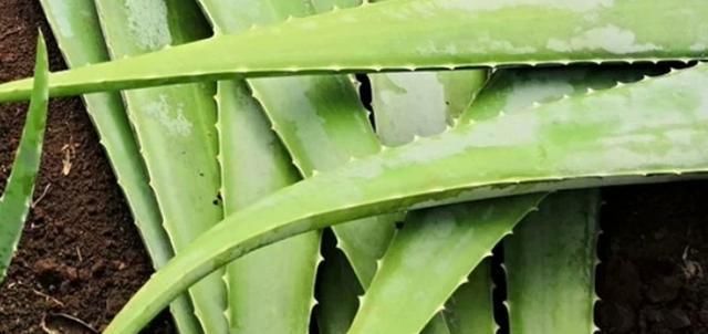  白果|外婆创新菜之西芹芦荟炒白果