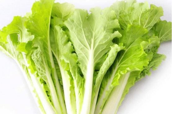 就可以|奶油小白菜吃起来很美味，种植时需要注意这些，一起来看看吧