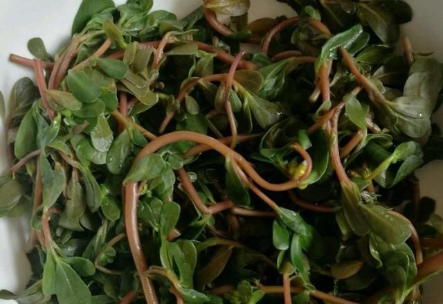  冬天|农村随处可见的菜，新鲜的时候没人吃，晒干了冬天包包子贼香