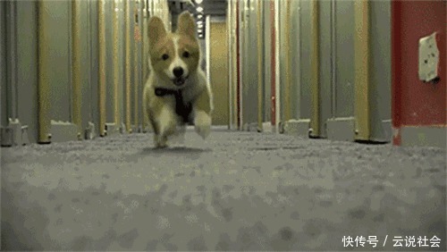  狗狗|狗狗Q弹可爱的爪子，竟在冬天干得开裂！细心呵护帮狗狗安心过冬