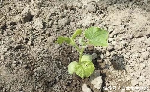 爬高|晋南农村79岁老两口,爬高上低开荒种菜,吃不完送乡亲