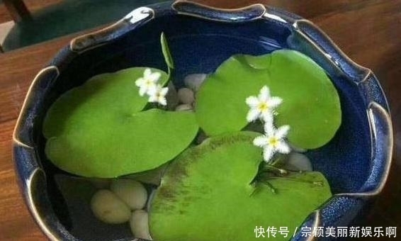 夏季|夏季在家盆栽植物担心养不好?不如选这3款,天热照样好养活