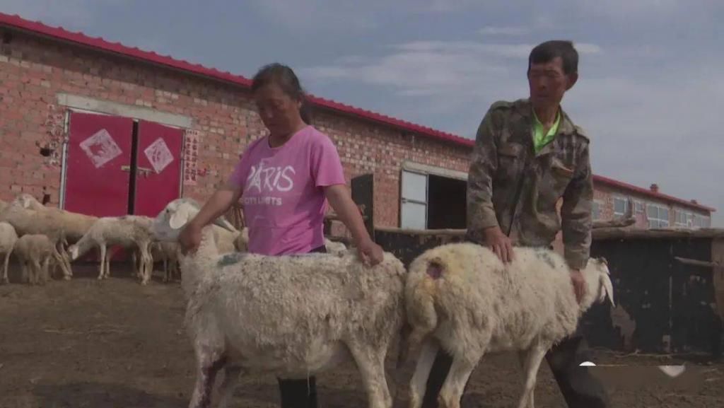  野生|内蒙一地，野生群狐深夜入羊圈，咬死27只羊！