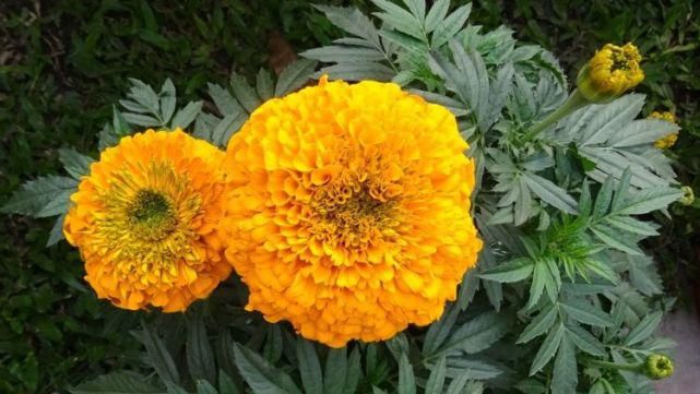  连发|在十二生肖中，近期财连发的3属相，财气不断弥漫不缺钱花