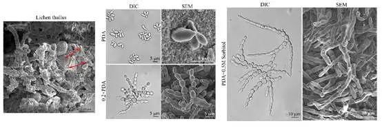 共生|PNAS | 魏江春院士课题组在调控地衣型真菌形态转变与共生方面取得重要进展