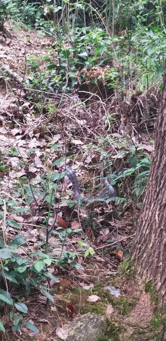 新昌|事发新昌!我差点被眼镜蛇咬到耳朵,怎么赶它也不走