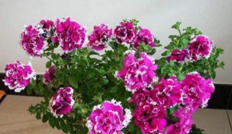  开花|3种花埋土里就活，迷人的花朵，开满整个花盆，快养起来吧！