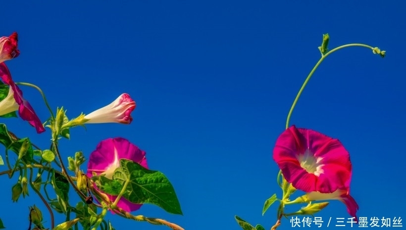 爱情|9月下旬,在追求爱情的路上,他们相遇真爱,怦然心动的四大生肖