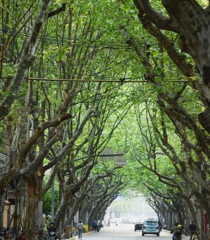 长乐路|对不起，这篇《上海‘荡马路’指南》来晚了！